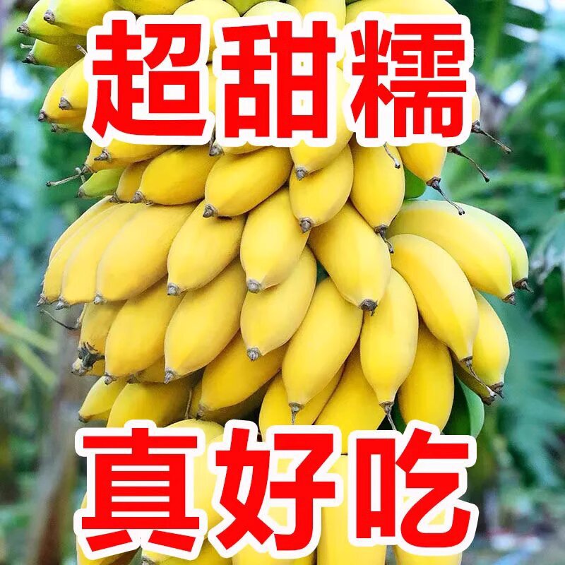 Guangxi fresh fruit millet banana seasonal fruit 4.50kg whole box postage non-apple banana banana a generation of hair