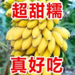广西新鲜水果小米蕉当季水果9斤整箱包邮非苹果蕉香蕉一件代发