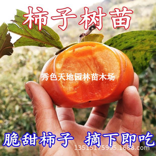 �������޽�ĥ�P���Ә����ش�������Ә����ͥԺ����ԷNֲ����