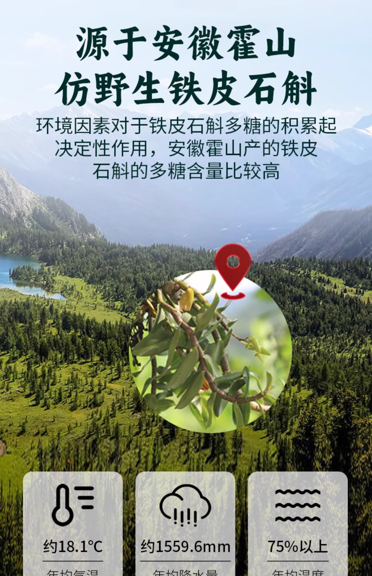 Tie Pi Shi Hu Dendrobium Powder 100g Huoshan Wild-Simulated 5-Year Traditional Culinary Use specifications