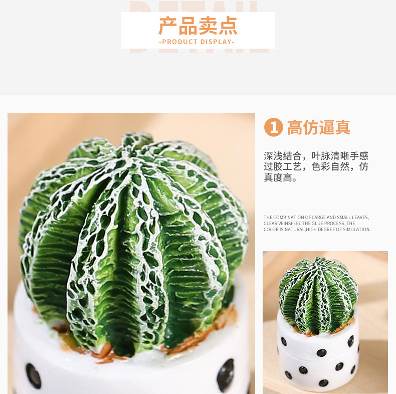 四色仙人掌_11