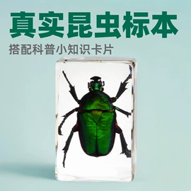 树脂工艺品;标本;工艺礼品项目