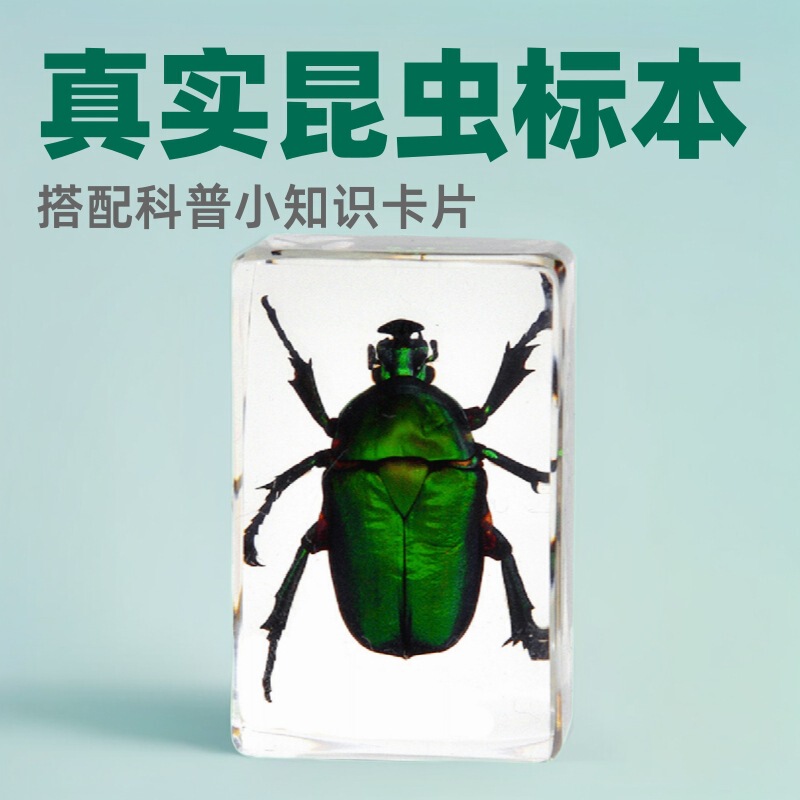 3 # Real Insect Specimens, Transparent Resin, Spiders, Butterflies, Ladybugs, Scorpions, Popular Science Ornaments, Handmade Glue Crafts