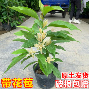 ���m�����Ԙ��玧�������m���҃�ͥԺ�ļ��_�����㻨���S���mֲ��