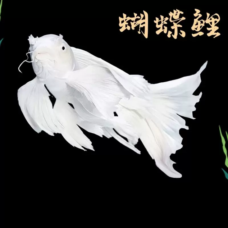 鱼苗清苔鼠金苔鼠鱼热带观赏鱼老鼠鱼鱼缸除藻鱼清洁鱼工具鱼跨境