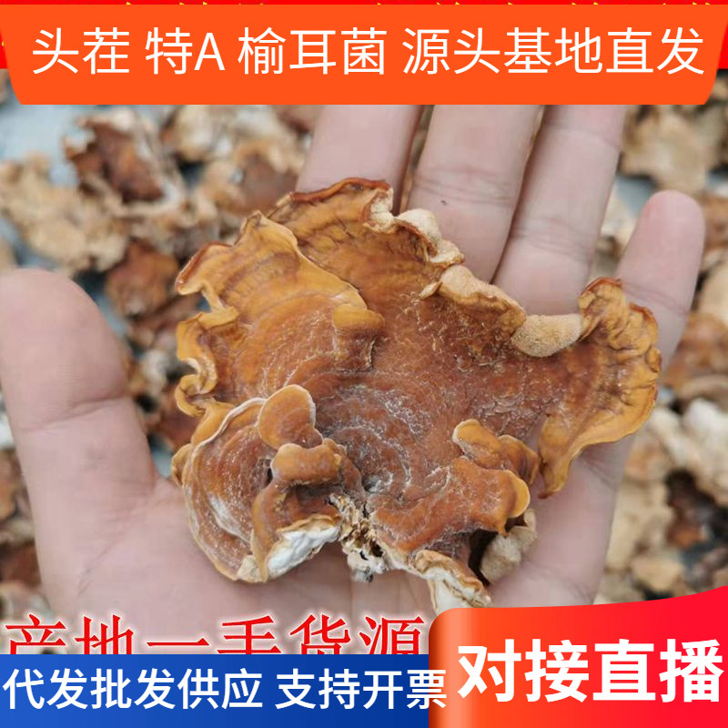 精选干榆耳菌鹿肝菌灵芝菇牛肚菌鹿肝菌肉厚酒店私房菜素食食用菌