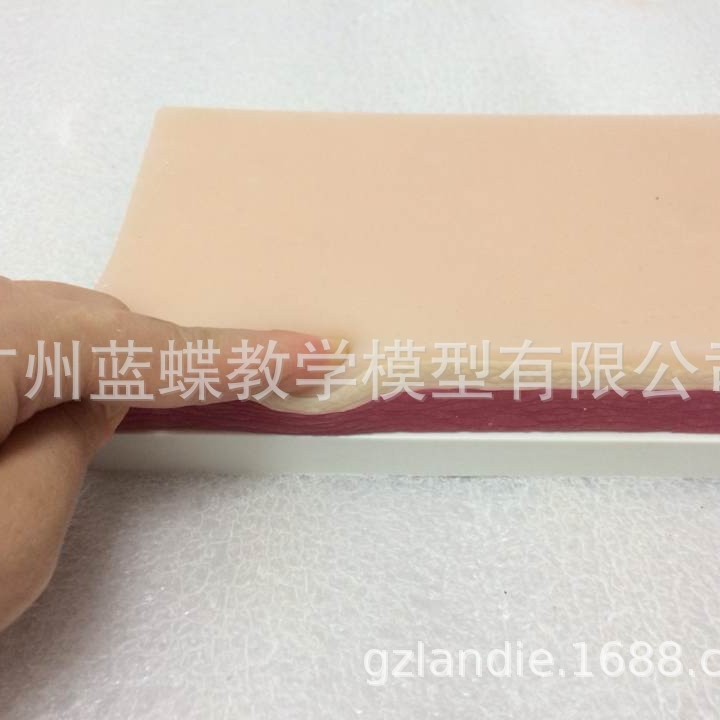 ���������ϰģ��ģ�� ���ѵ��Ƥ���轺ģ�� �轺���ģ�� ҽѧ