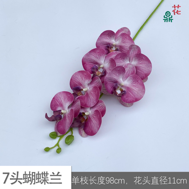 7 phalaenopsis GFG #8 화이트 코어 핑크 보라색