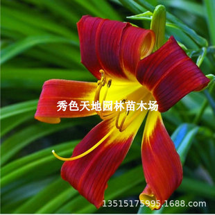 Lily Bulbs Imported Double Lily Perfume Lily Bulbs Lily Seeds All Year Round Potted Plants Spring and Autum