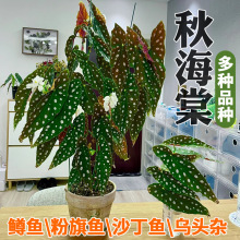 秋海棠盆栽室内绿植沙丁鱼鳟鱼竹节秋海棠粉旗鱼蟆叶海棠观叶植物