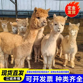 特种兽畜;特种珍禽;其他装饰摆件