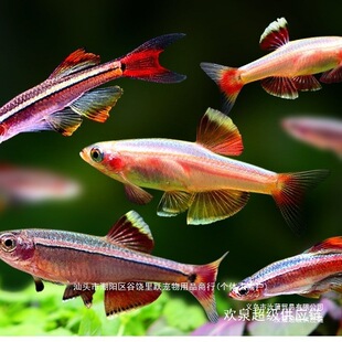 ��녽�z�~��ˮ���wС��ԭ���~���~���Ӝ��^�p�ͻ�tβ�����S��