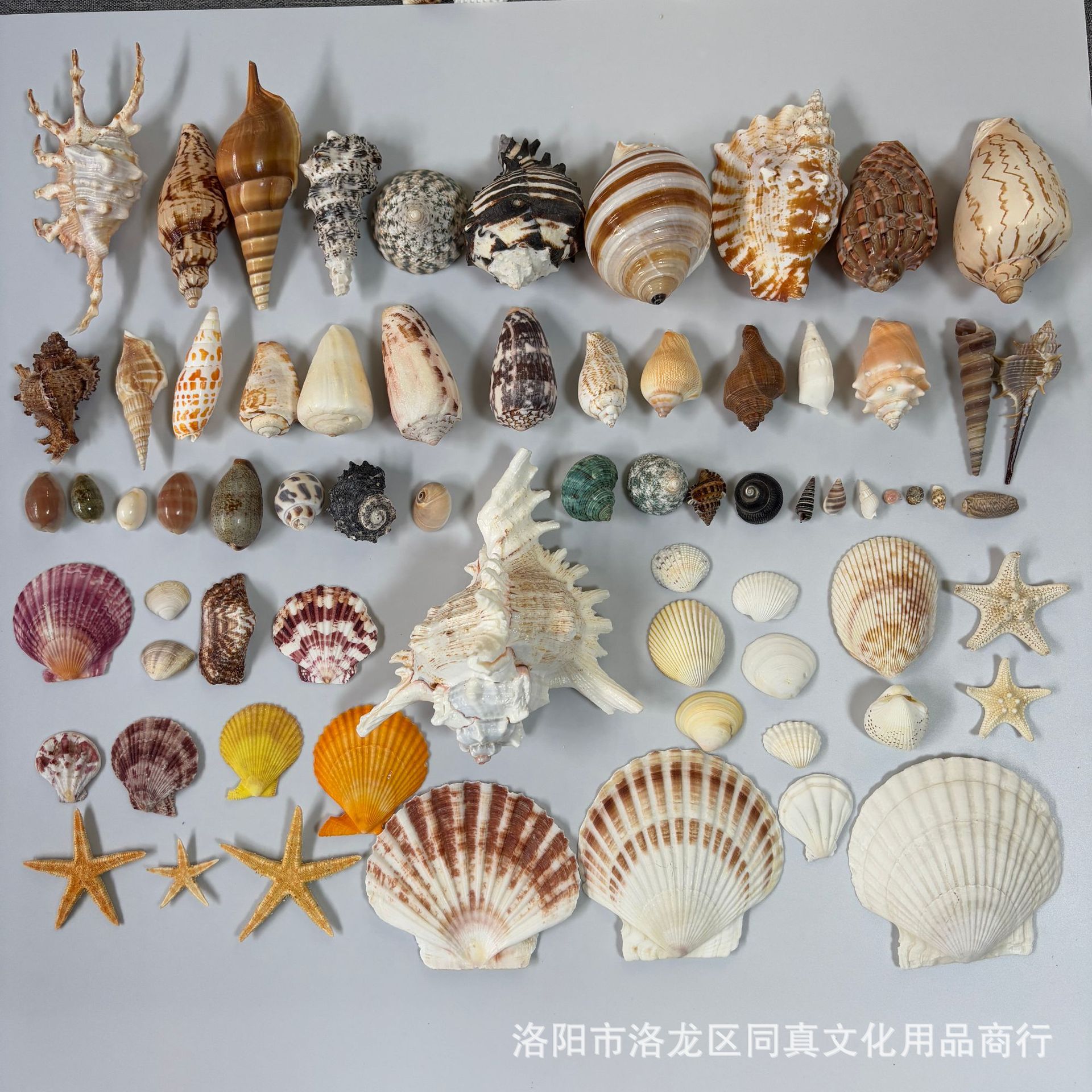 天然贝壳海螺海星幼儿园环创手工diy漂流瓶相框台灯风铃打孔贝壳