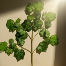 �����y�Ә��~���~�����Ϙ�֦�����~��c��Y�b����߷���