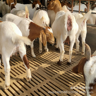 ���г��۲���ɽ�� ����ɽ��һ̥���ׂ� 3һ5���²���ɽ��DƬ