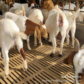 四川波尔山羊养殖场 波尔山羊价格 3一5个月波尔山羊羊羔图片
