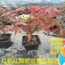 日本红枫盆景矮化红舞姬盆栽嫁接四季好养活室内外植物黄金枫批发
