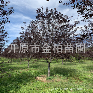 ���~����������l�����缰Ǥ��С�� �������� ���͘�����~�L����