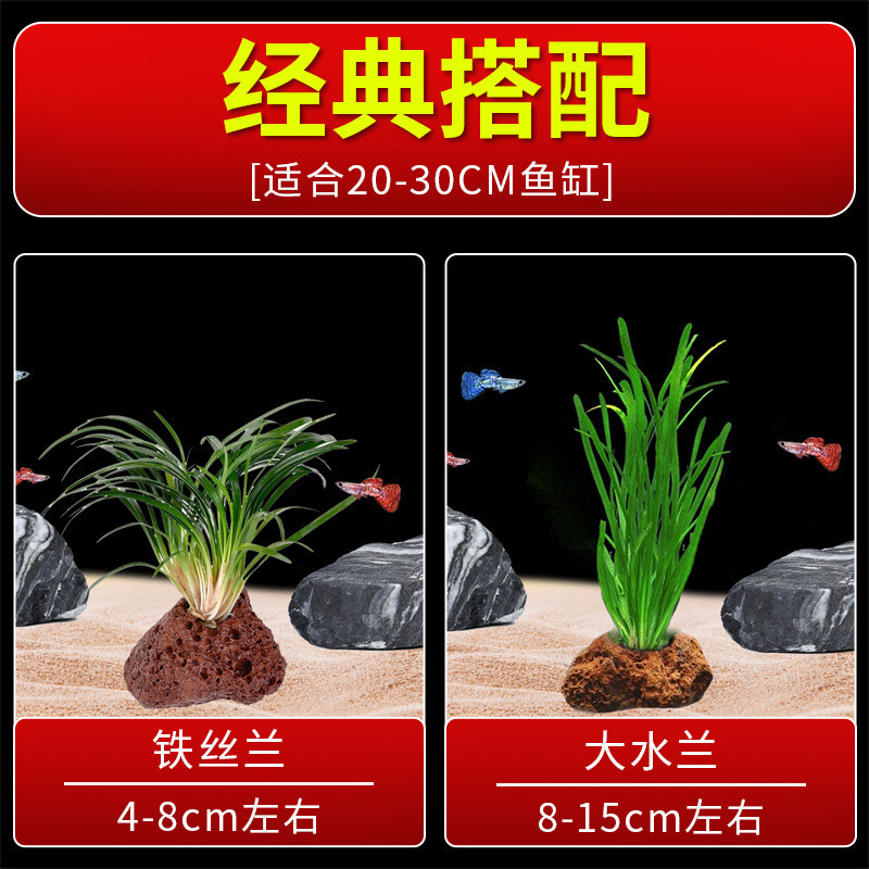 火山石水植物鱼缸净化水质懒人造景摆件全套底砂套餐性真|undefined