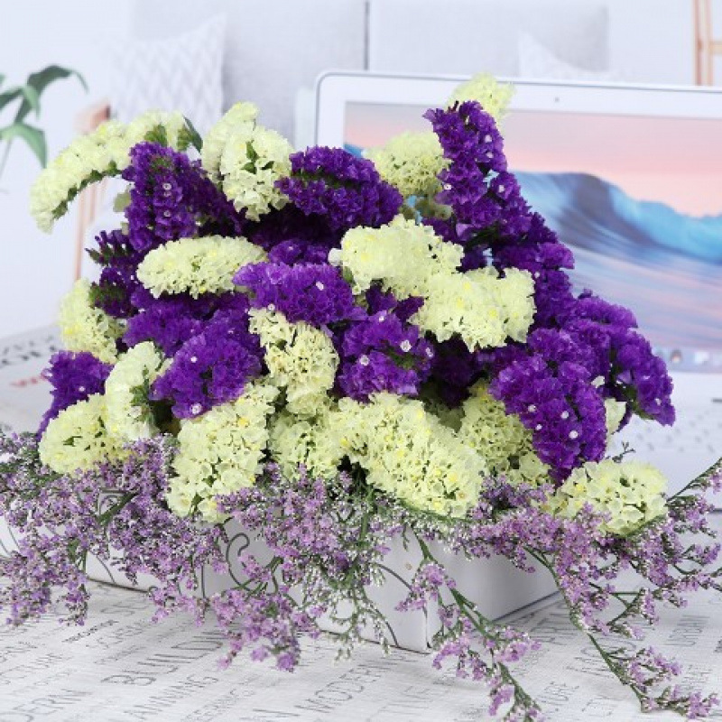 진한 보라색 + 노란색 + 꽃병 없는 잔디 - 꽃병 없음