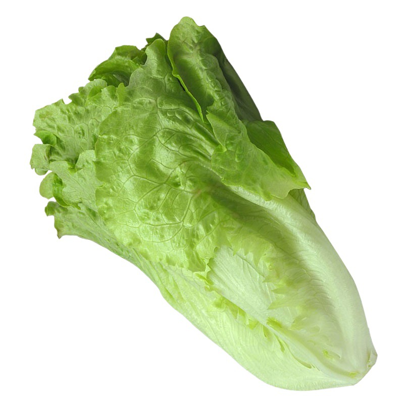 Siembra de lechuga de cuatro estaciones, semillas de lechuga de primavera y verano, semillas de lechuga de crema orgánica, semillas de lechuga de balcón