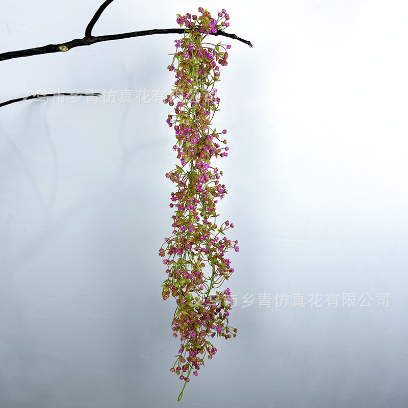 보라색 붉은 별이 빛나는 등나무