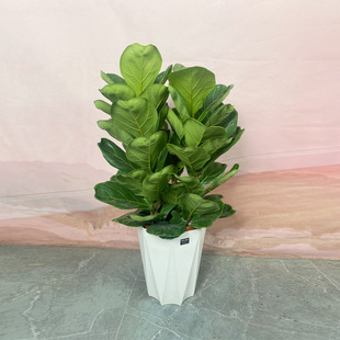 Large-Scale Green Plant Internet Celebrity Ficus Ficus Potted Scandinavian Indoor Living Room Office Moving to a New Home Absorbs Formaldehyde and Is Easy to Maintain