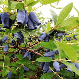 �{����� ɽ������ �{������� �������� ��Ϲ������Ʒ�N�{�����