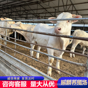 ��ţ���Bֳ �����RСţ�r�� �Bţ�Ј�������� ţ�ٶ���һ�^