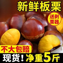 2024新鲜丹东板栗5斤鲜栗子生嫩大板粟锥栗野生板票 新油板栗10子