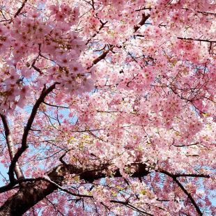 Japanese Cherry Blossom Tree Saplings for Courtyard Planting in Both Northern and Southern Regions, Potted Large Greenery Landscape Saplings, Outdoor Flowers, Morning and Evening Cherry Blossoms