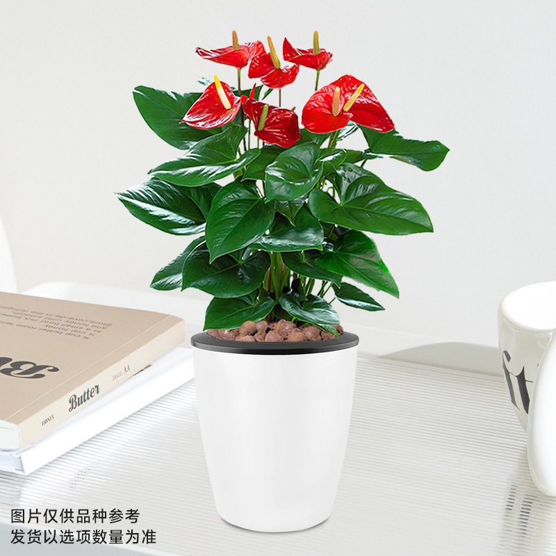 [메인사진] 특급 안스리움(자흡식 세면대) + 영양액