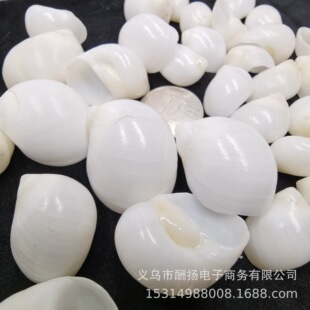 White Jade Snail Natural Shell Conch Sea Star diy Hermit Crab Fish Tank Decoration Photographic Props
