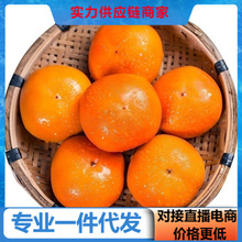 【活动款】正宗云南头茬脆柿子冰糖蜜柿应季对接电商直播产地直发