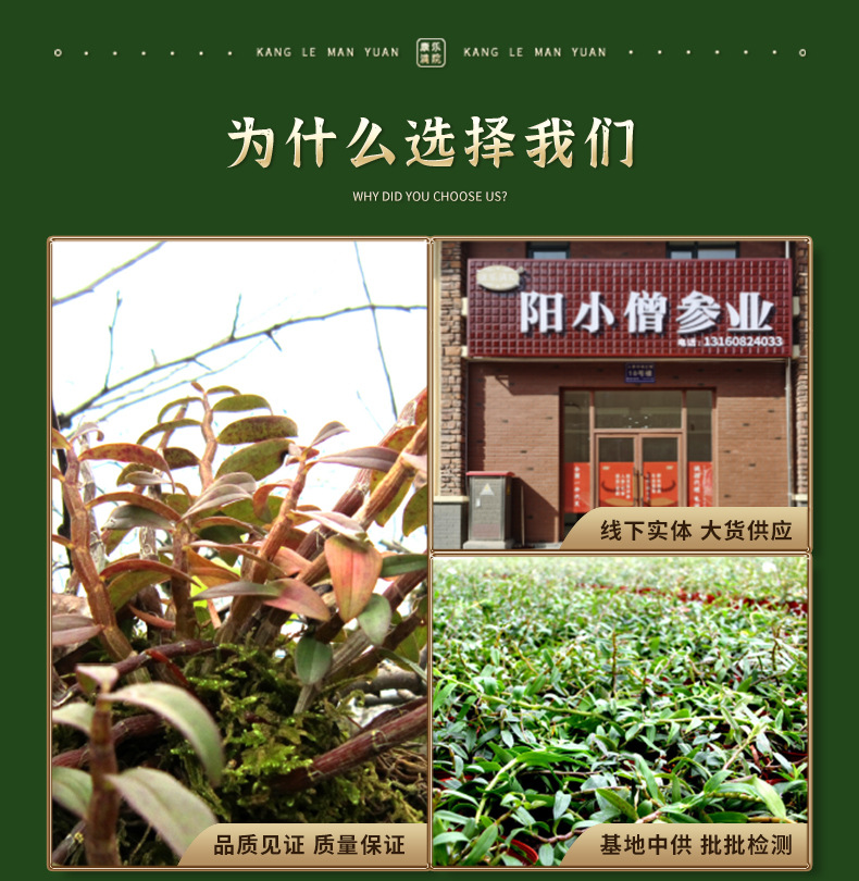 天喵-石斛详情_04.jpg