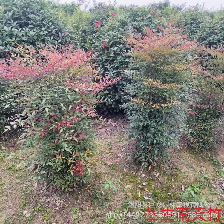 Саженцы бамбука Нантиан, бамбук Нантиан, бамбук Нантиан с красными листьями, осенние и зимние лиственчатые растения, дворовые растения, саженцы инженерного зеленения