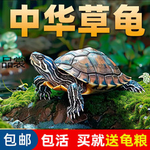 中华龟宠物小乌龟观赏龟活物金线龟好养耐活长寿龟苗
