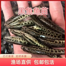 黑鱼苗淡水养殖食用好养乌鳢鱼生财鱼苗杂交冷水鲜活观赏鱼乌鱼苗