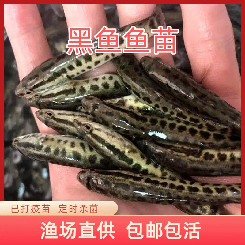 Snakehead fry are freshwater cultured and edible. Snakehead fish are good for making money. Hybrid cold water fresh ornamental fish mullet fry.