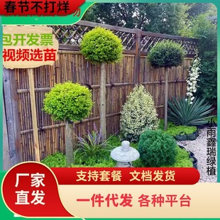 һ�����l���Rֲ�ﴨ��Ϟ������Ůؑ�{���ذ�����ϵ��ͥԺ��������