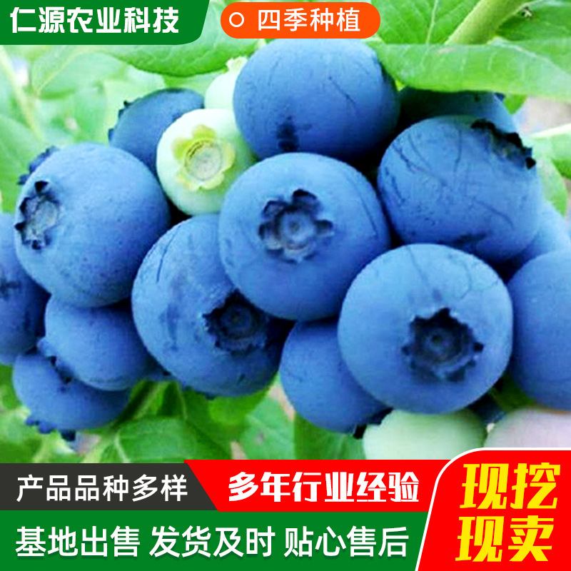 蓝莓苗批发 大果南北方种植苗兔眼蓝莓树果苗蓝莓苗蓝莓果树苗
