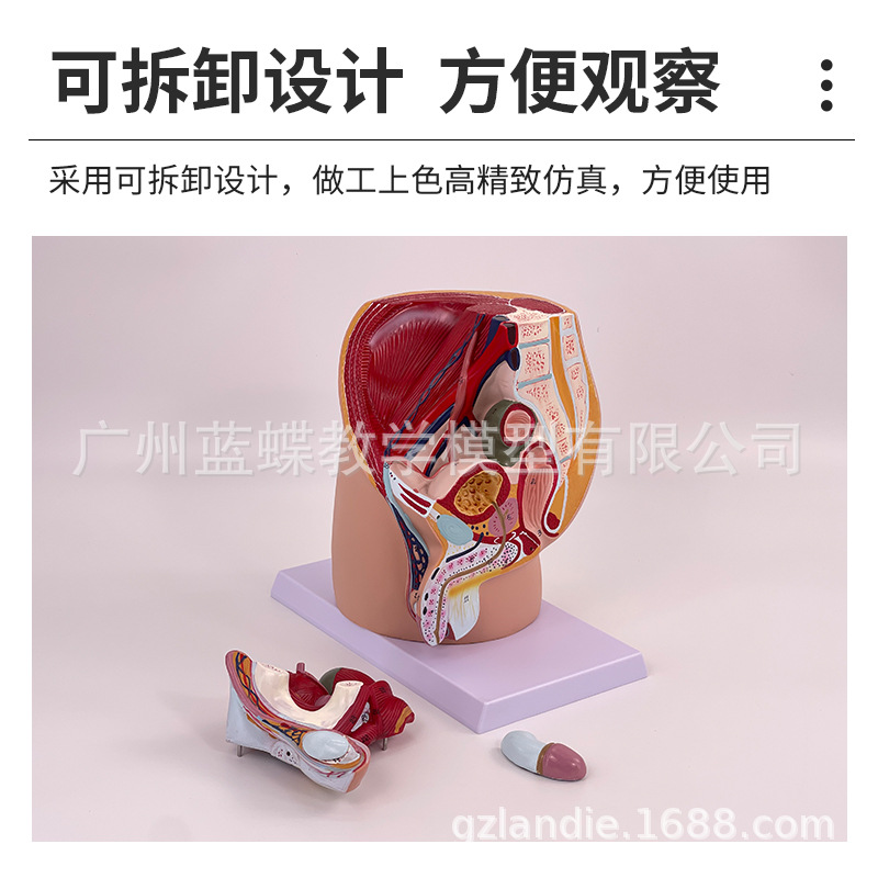 ��ǻģ��Ů��ʸ״����ģ����ֳϵͳ������������ϵͳ��ѧģ��ҽѧ