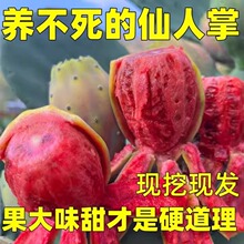 ʳ�������ƹ���������ˮ���̨����������ļ��^��ֲ��ǳ�����