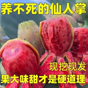 ʳ�������ƹ���������ˮ���̨����������ļ��^��ֲ��ǳ�����