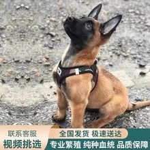 纯种血统马犬幼犬比利时马 犬警犬护卫犬大骨架马犬活体宠物狗