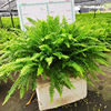 [Direct supply of the base] Wall green kidney fern, green plant small potted grass (A360) Person fern