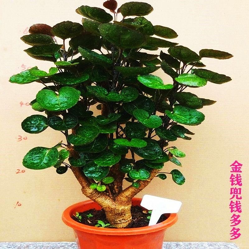 Money Bag Potted Plant, Fortune Round-Leaf Paulownia Money Tree, Indoor Living Room Green Plant, Flower Gardening Plant for Attracting Wealth