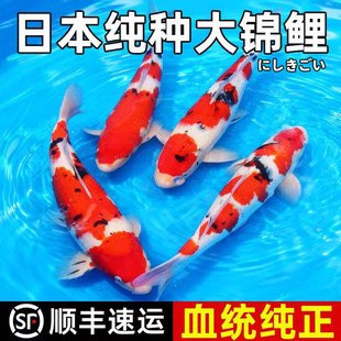 �\�����~�^�p�~�д�����ˮ�ձ����N�t�״����Ѻ��ͻ��^�p�~