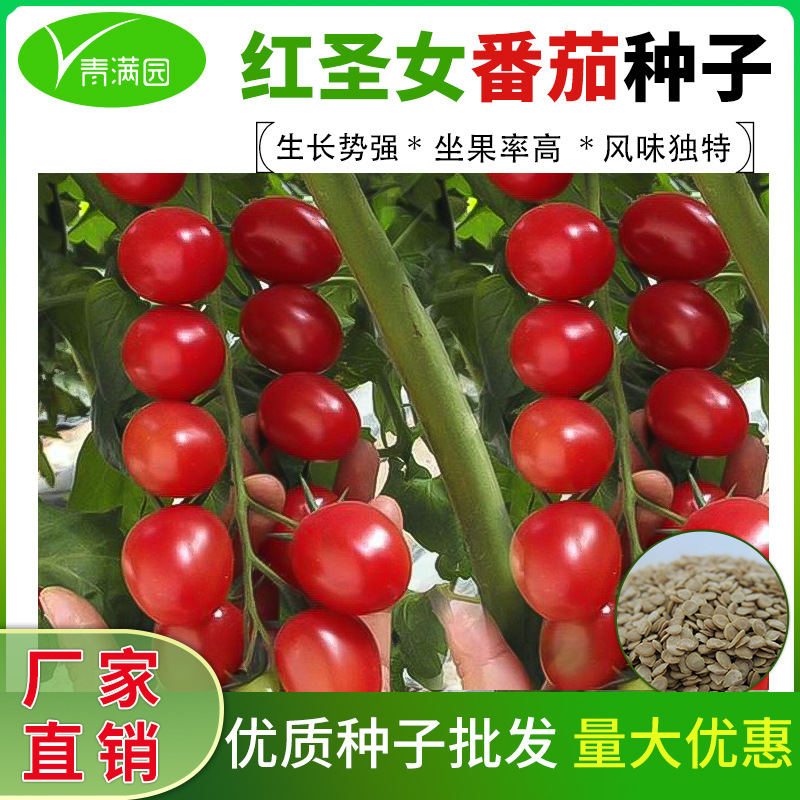 批发四季播种红圣女果种子樱桃小番茄西红柿种籽早熟肉厚水果种子