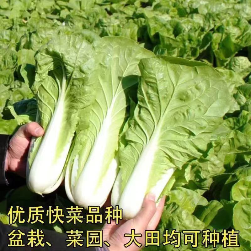 快菜种子20天四季速生快菜 春夏菜籽孔雀蔬菜原装小白菜易种快速